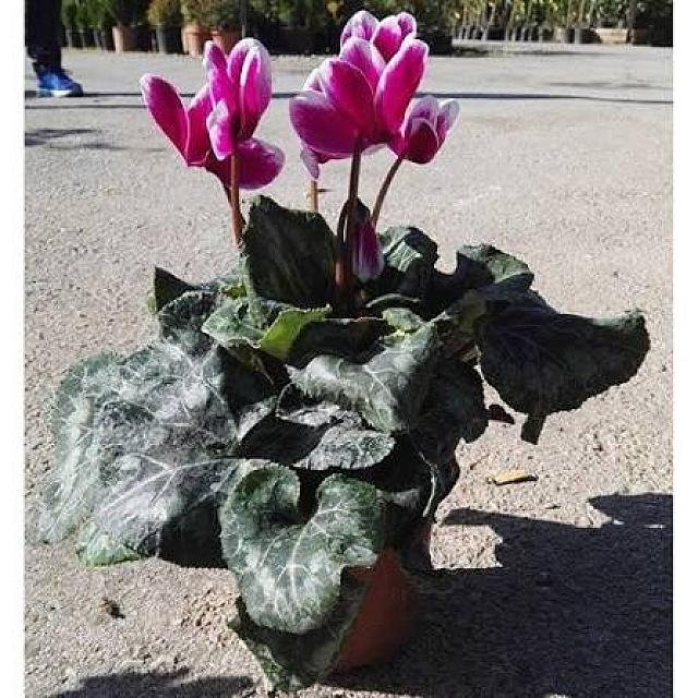 κυκλαμινο