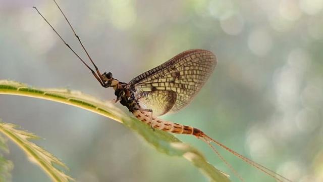 mayflies