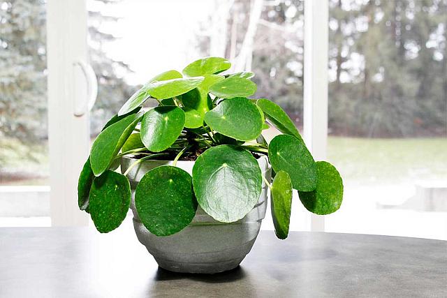 pilea