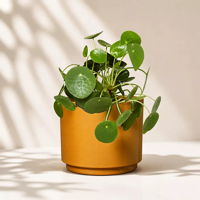 pilea
