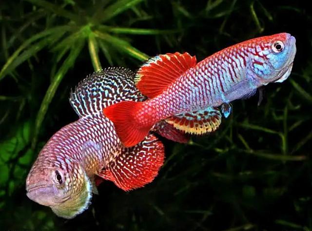 tirkouaz-kilifish