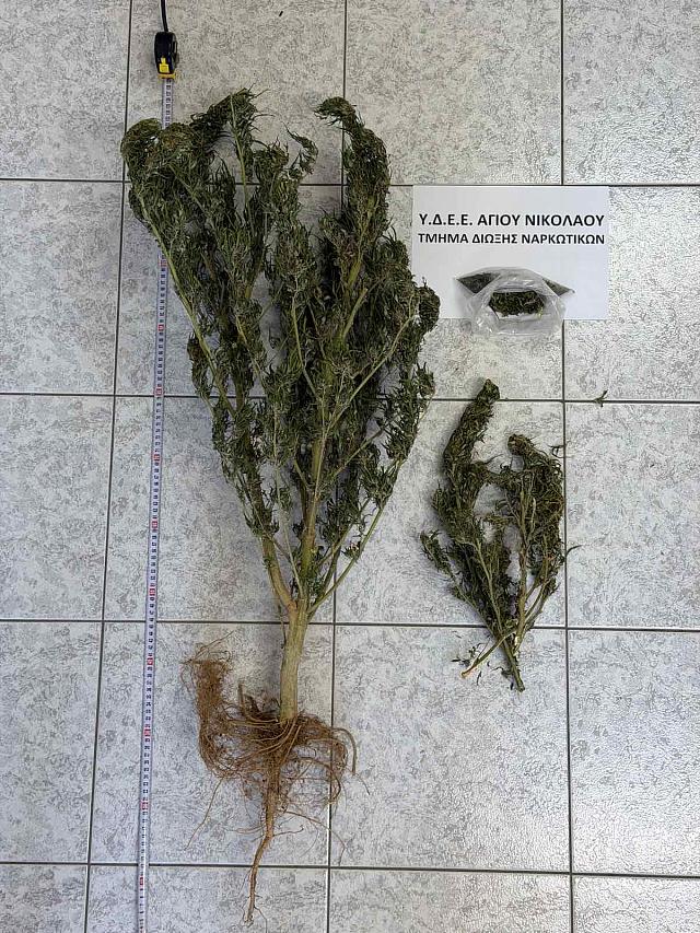 Κάνναβη