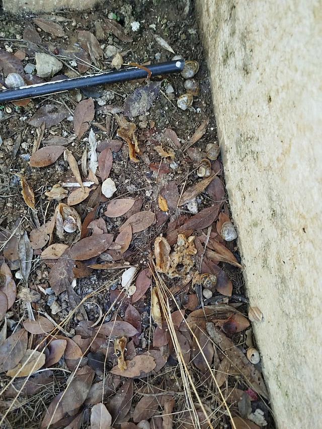 Εντόπισαν 10 ύποπτα δολώματα 