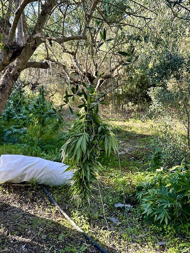 Χασισοφυτεία