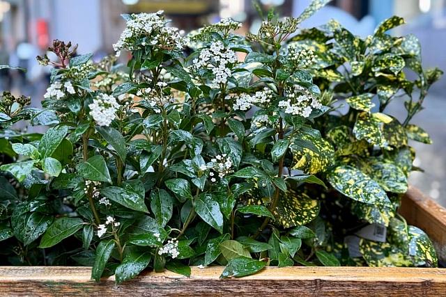 Ντουρίλο (Viburnum tinus)