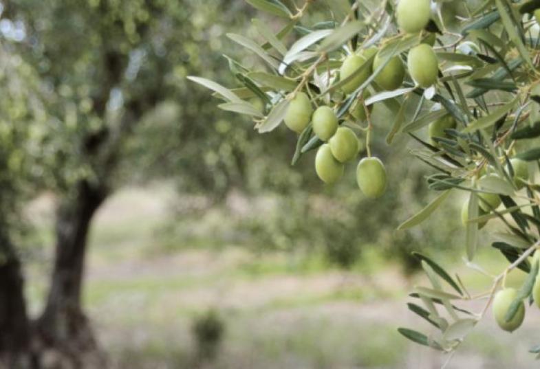 λιόφυτο