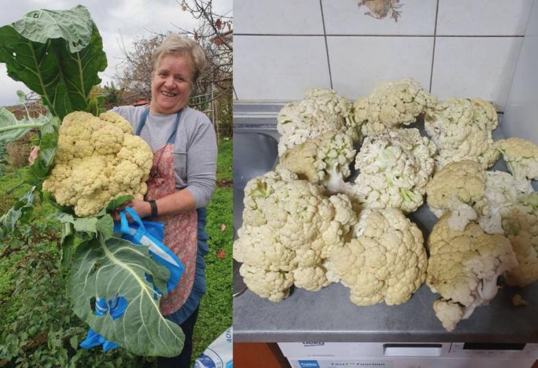 κουνουπιδι γιγας γρεβενα