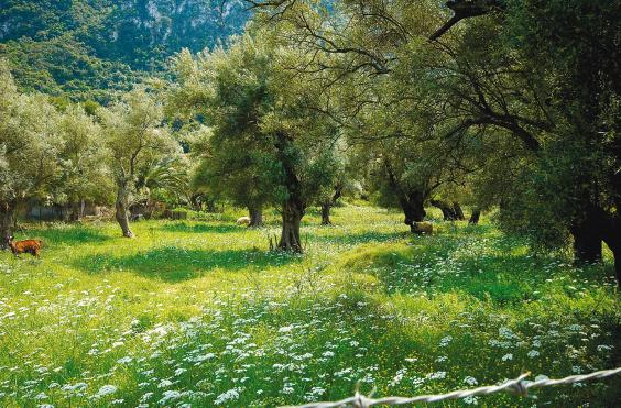 λιόφυτο