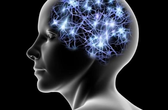 εγκέφαλος, εγκεφαλικά κύτταρα