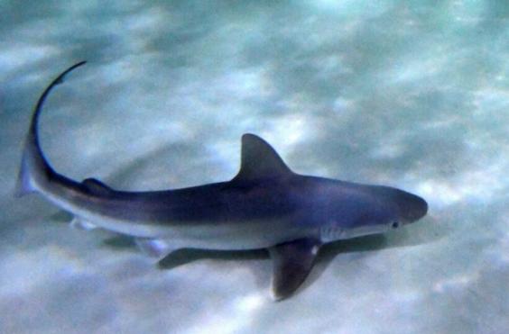 Γαλάζιος καρχαρίας έκανε την εμφάνιση του στον Μύτικα Αιτωλοκαρνανίας 