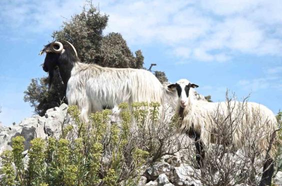 κτηνοτροφια κρητη