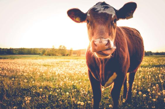 Η Νέα Ζηλανδία βάζει φόρο στο...ρέψιμο των αγελάδων 