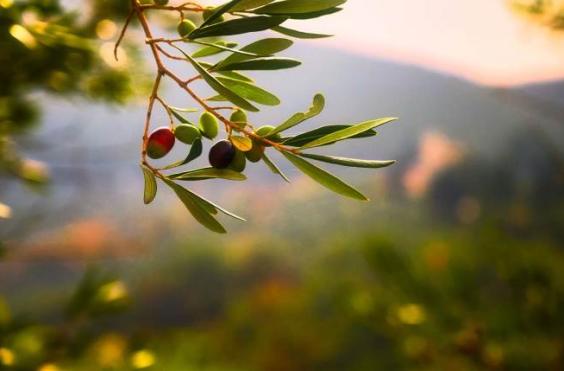 δακοκτονία