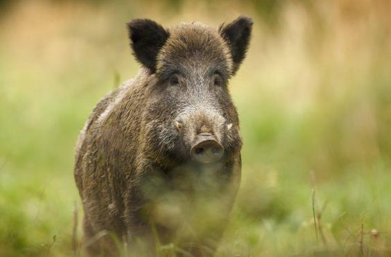 αγριογούρουνο
