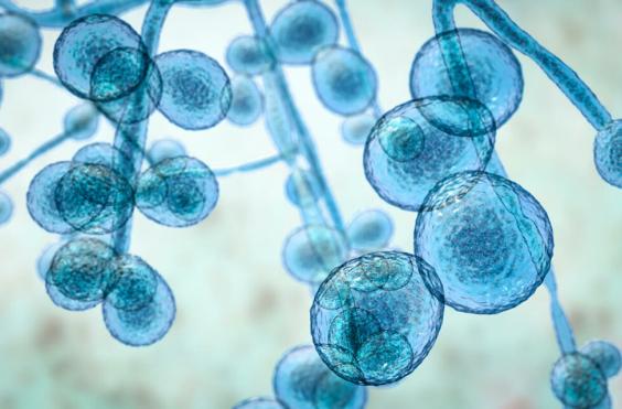 candida auris