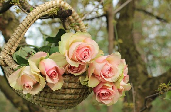 λουλούδια γιορτή