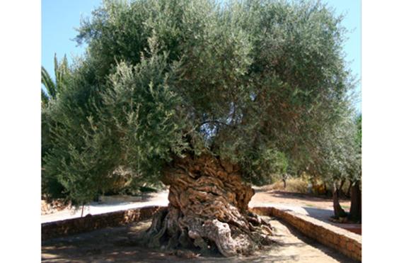 ελια βουβων