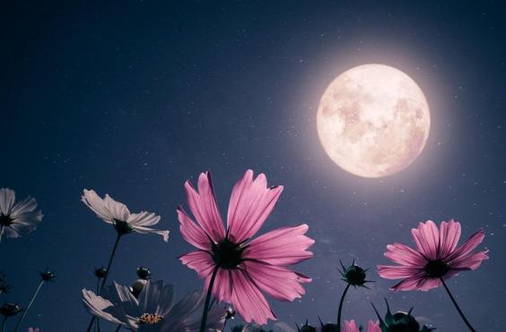 Φεγγάρι των Λουλουδιών