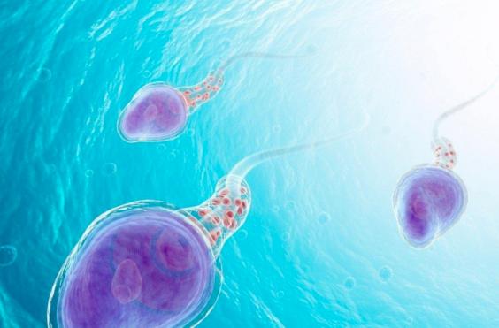 σπερματοζωάρια