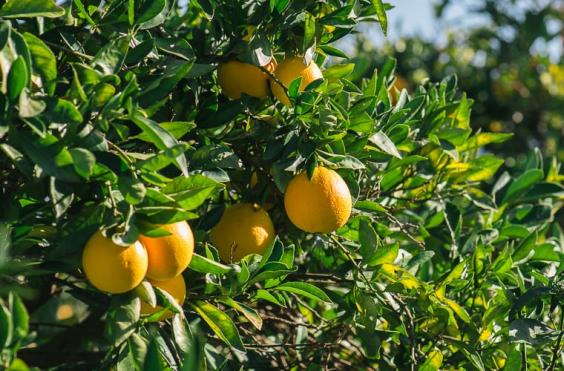 Πορτοκάλια 