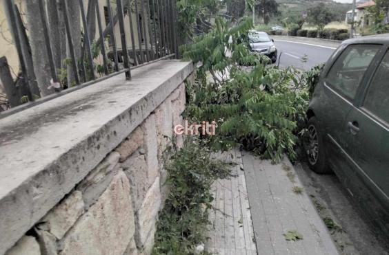 δέντρο
