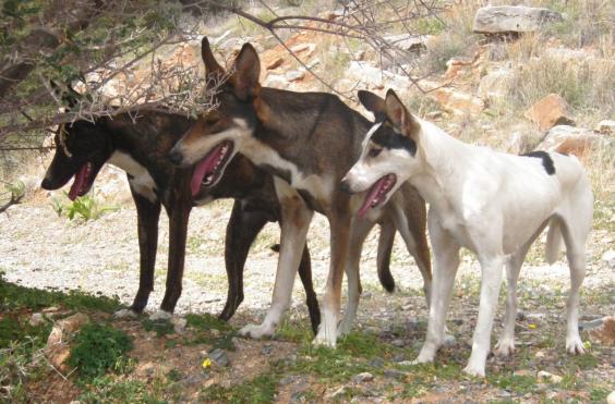 κρητικός λαγωνικός