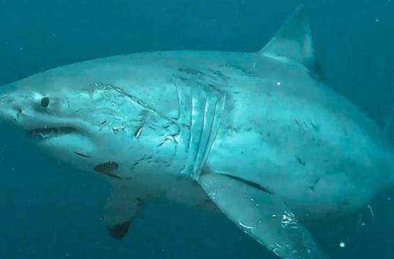 λευκός καρχαρίας