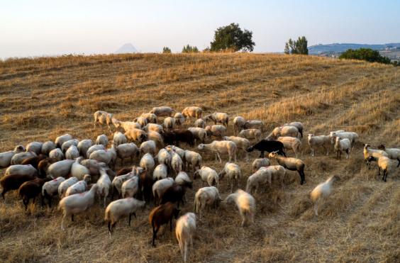 αιγοπροβατα
