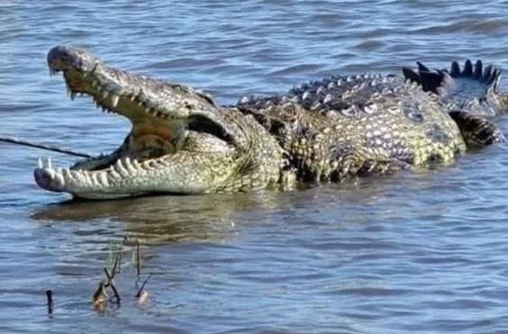 ΚΡΟΚΟΔΕΙΛΟΣ