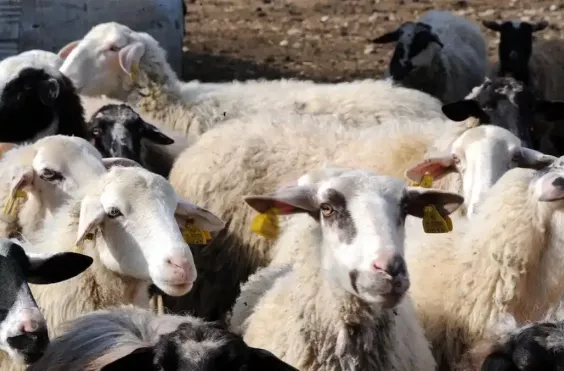 αιγοπρόβατα