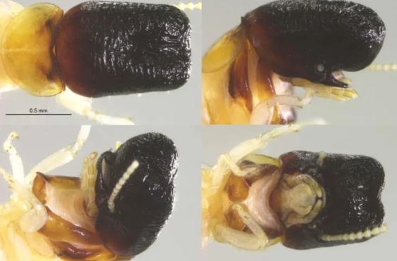 εντομο που μοιαζει με φαλαινα