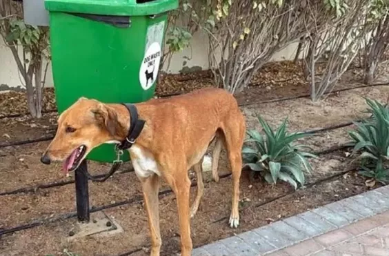 σκύλοι, ντουμπάι