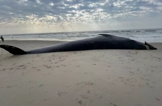 φαλαινα, παραλία