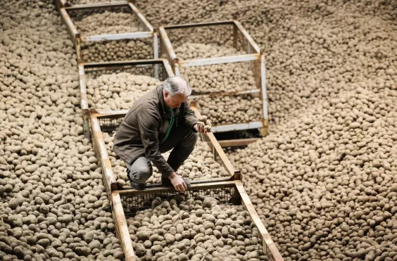 πατάτες γερμανία