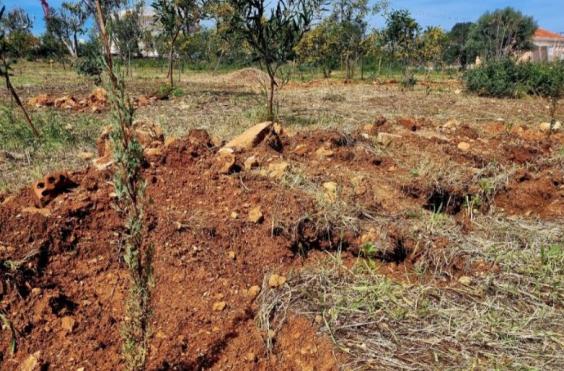 ΚΑΛΑΘΑΣ ΔΕΝΤΡΑ