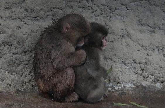 μαιμουδάκι