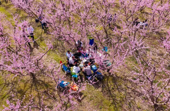 ανθισμένες ροδακινιές