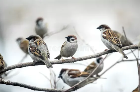 σπουργίτια
