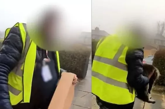 κλοπή, γάτα