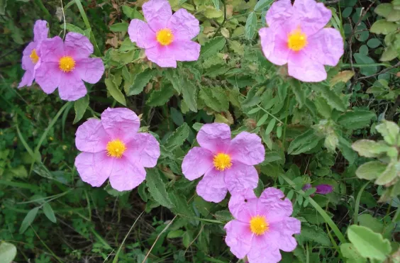 αλάδανος λαδανιά