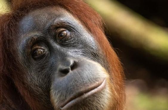 ουρακοτάγκος