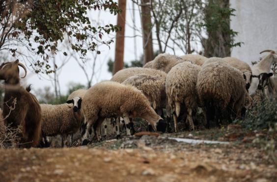 αιγοπρόβατα
