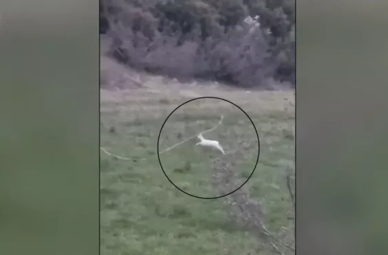 αλμπίνο ζαρκάδια