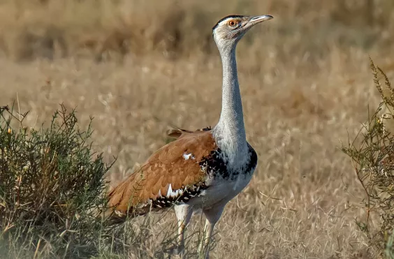 ινδία, φωλιά