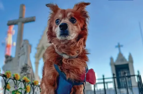 Βραζιλία σκυλιά Μπομπ