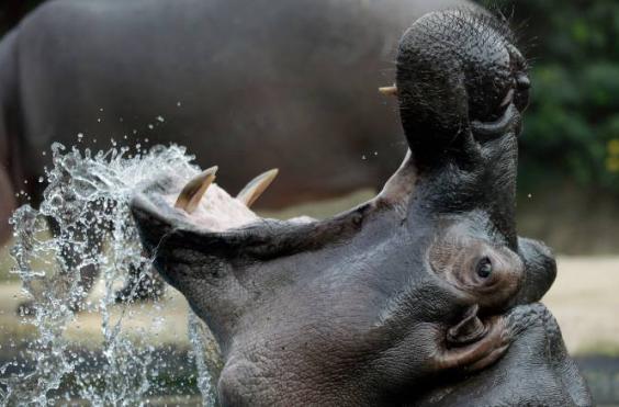 ιπποπόταμοι