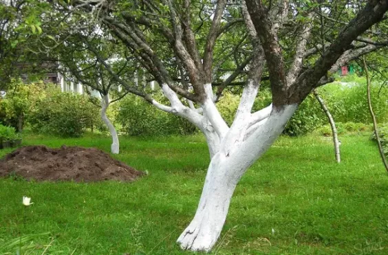 ασβεστωμα κορμων 