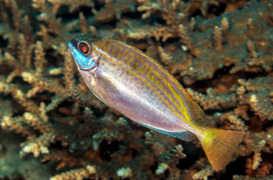 Γερμανός Ψάρι