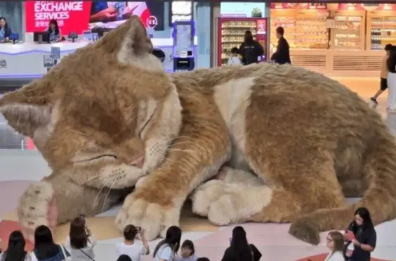 γάτα χονγκ κονγκ