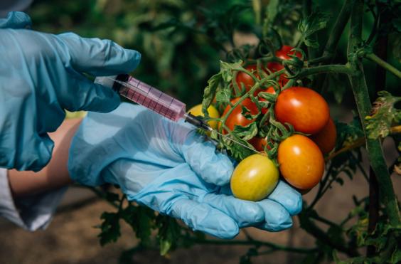 μεταλλαγμένα λαχανικά 